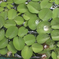 Salvinia molesta D.Mitch.